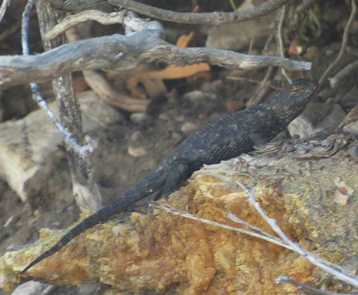 Great Basin Fence Lizard